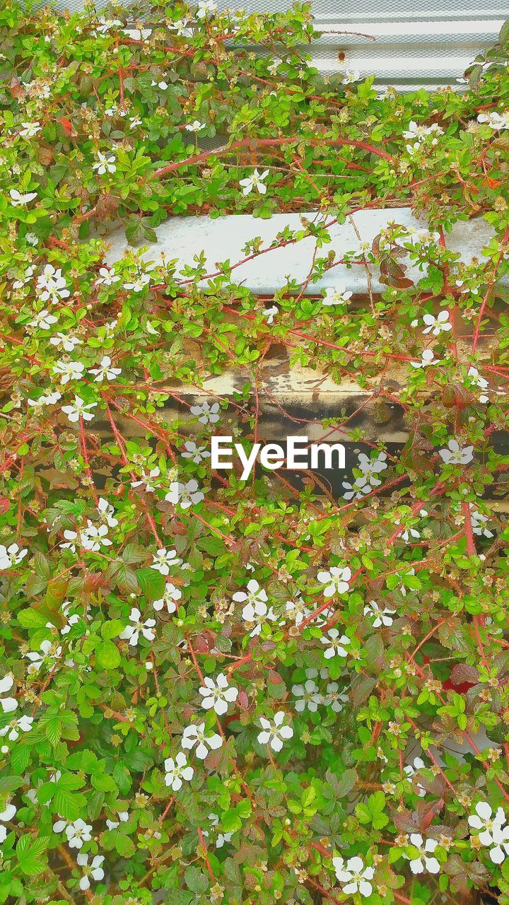 Close-up of white flowers