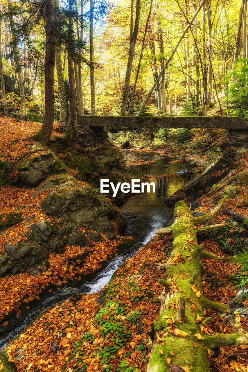 Stream flowing amidst trees in forest during autumn