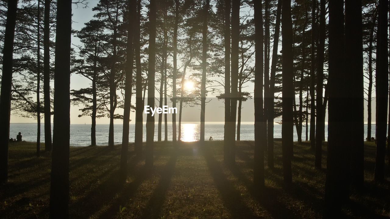 Sun shining through trees in forest