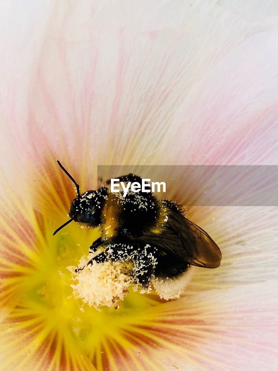 CLOSE-UP OF HONEY BEE ON FLOWER