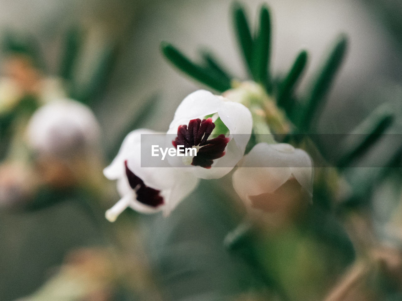 Close-up of white buds