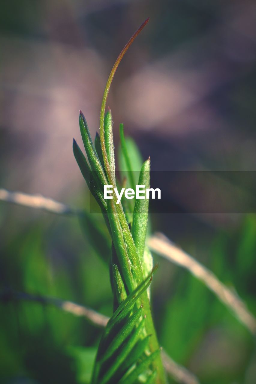 CLOSE-UP OF GREEN PLANT