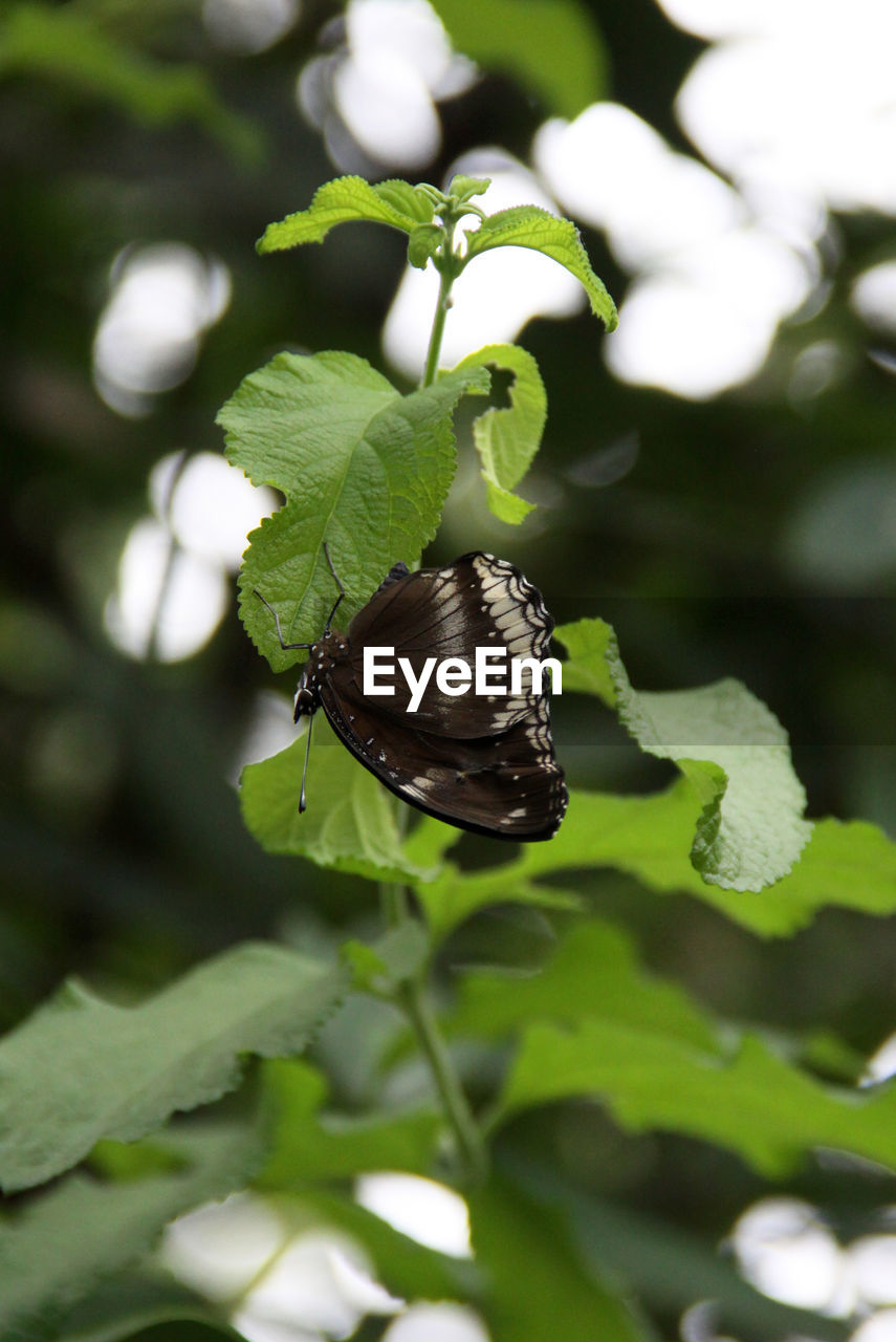 BUTTERFLY ON LEAF