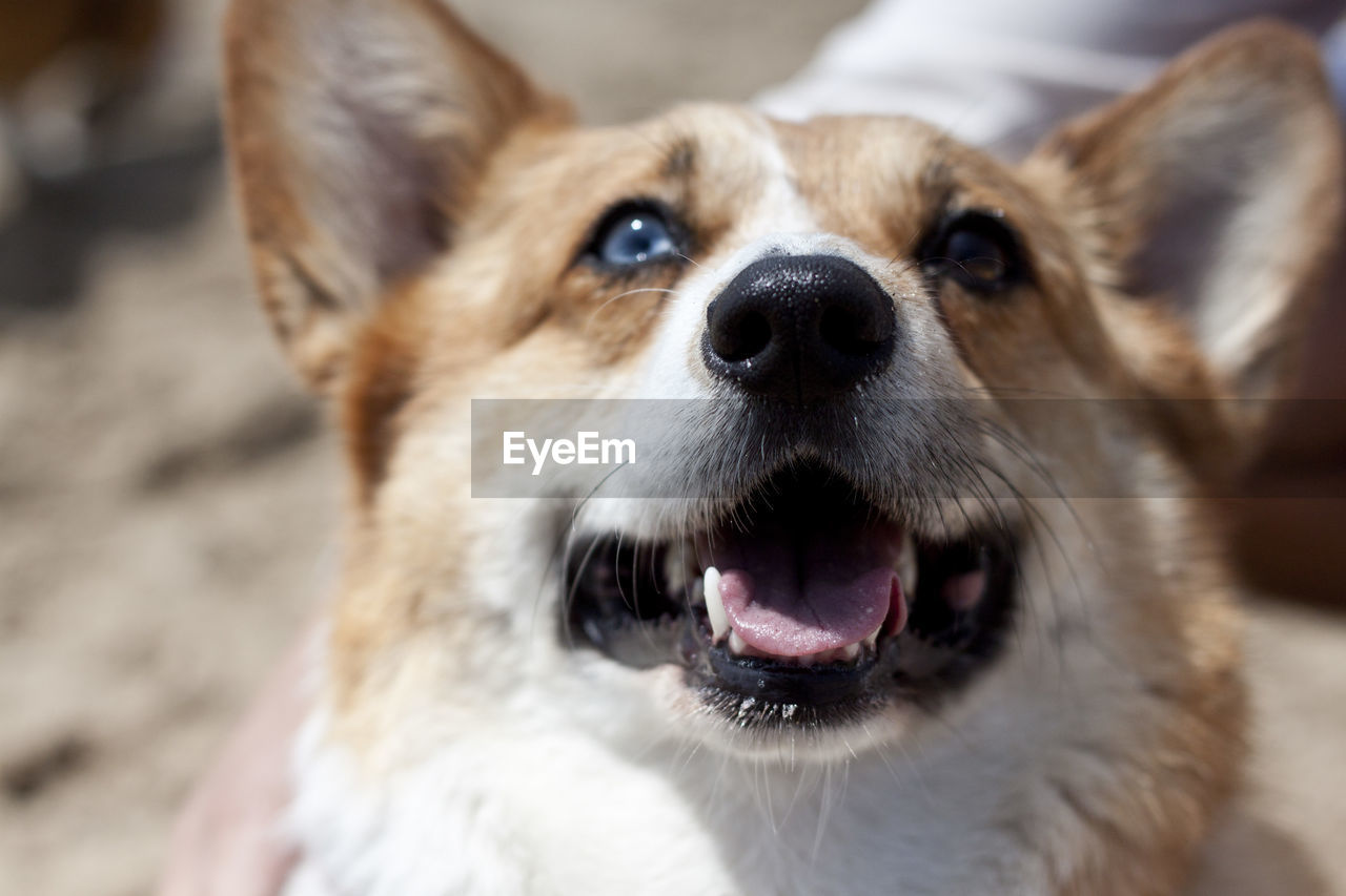 Close-up of corgi looking up