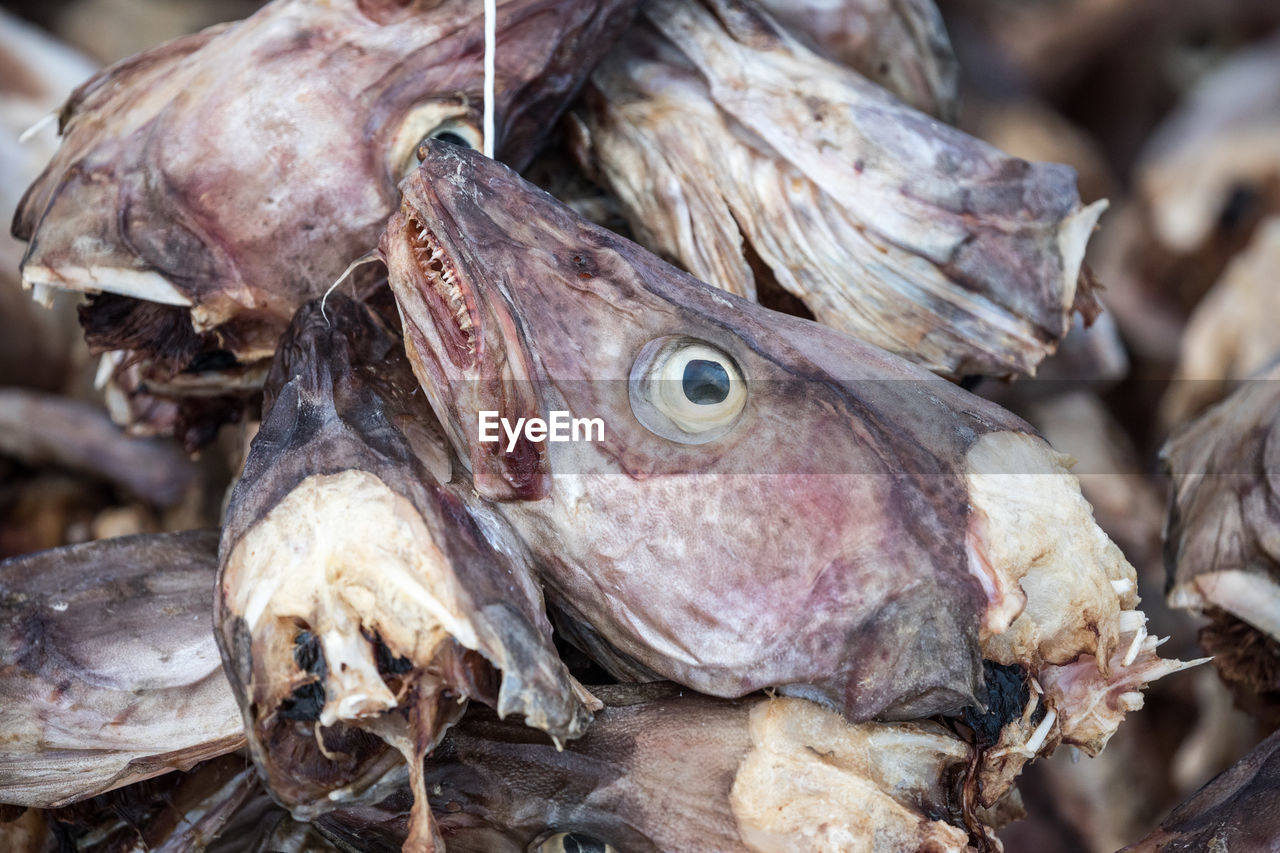 Close-up of dried fishes in market