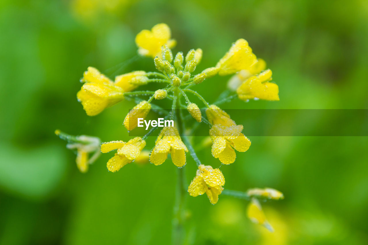 CLOSE-UP OF YELLOW FLOWER PLANT