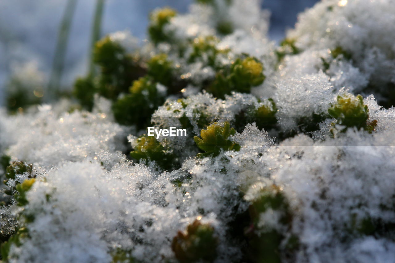 CLOSE-UP OF SNOW ON PLANTS