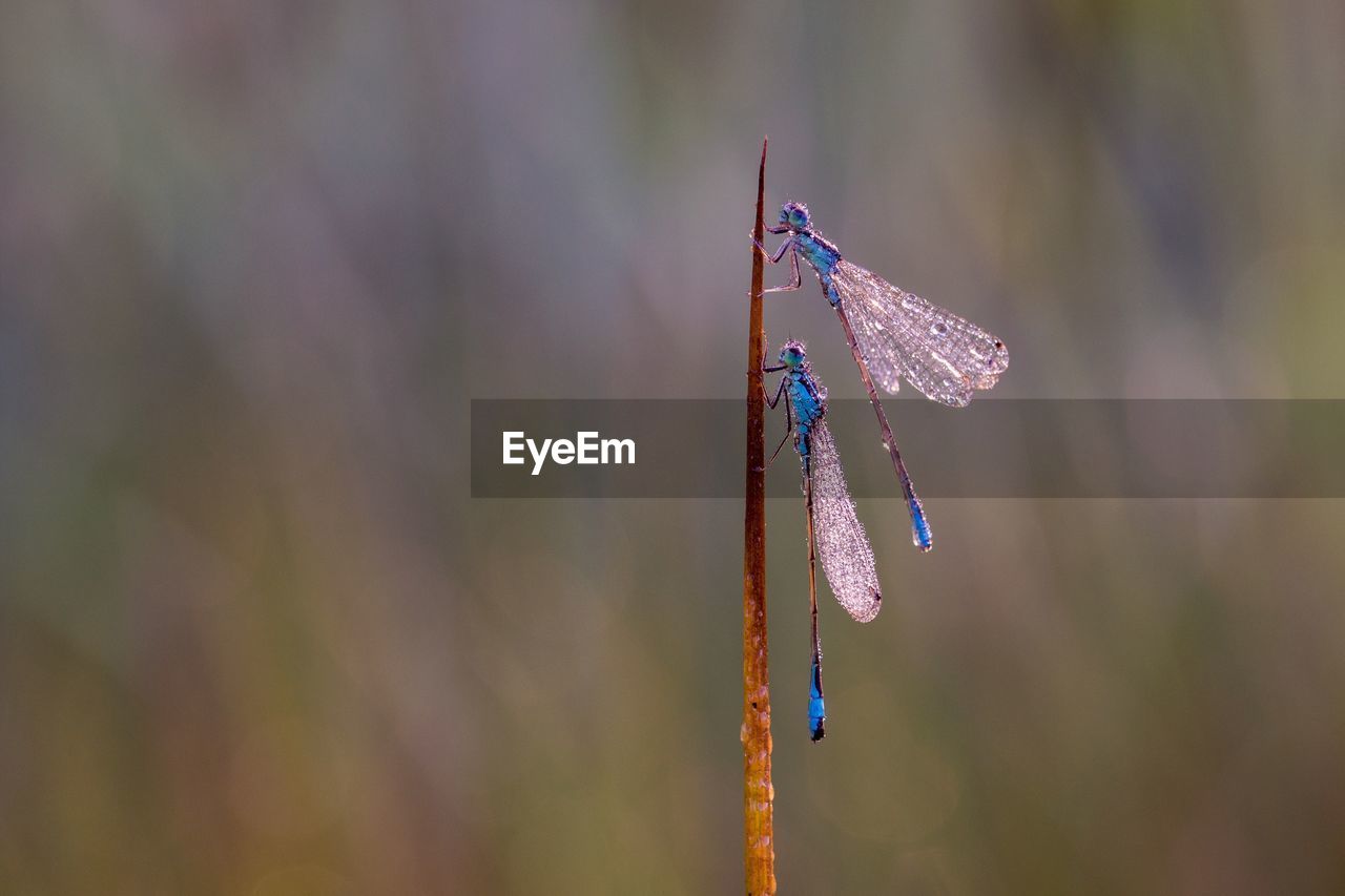 Close-up of dragonflies on stem