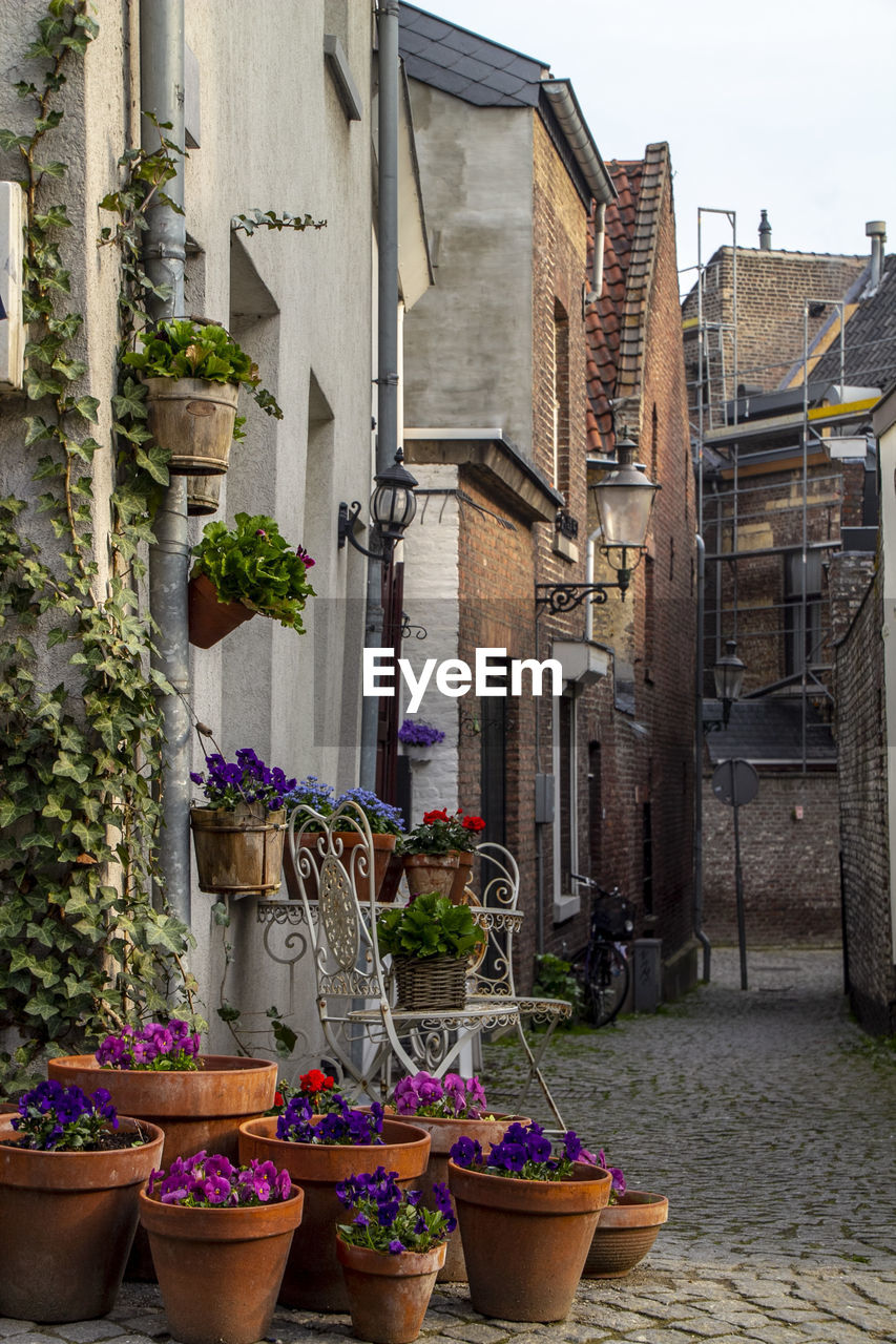 Potted plants on balcony against building