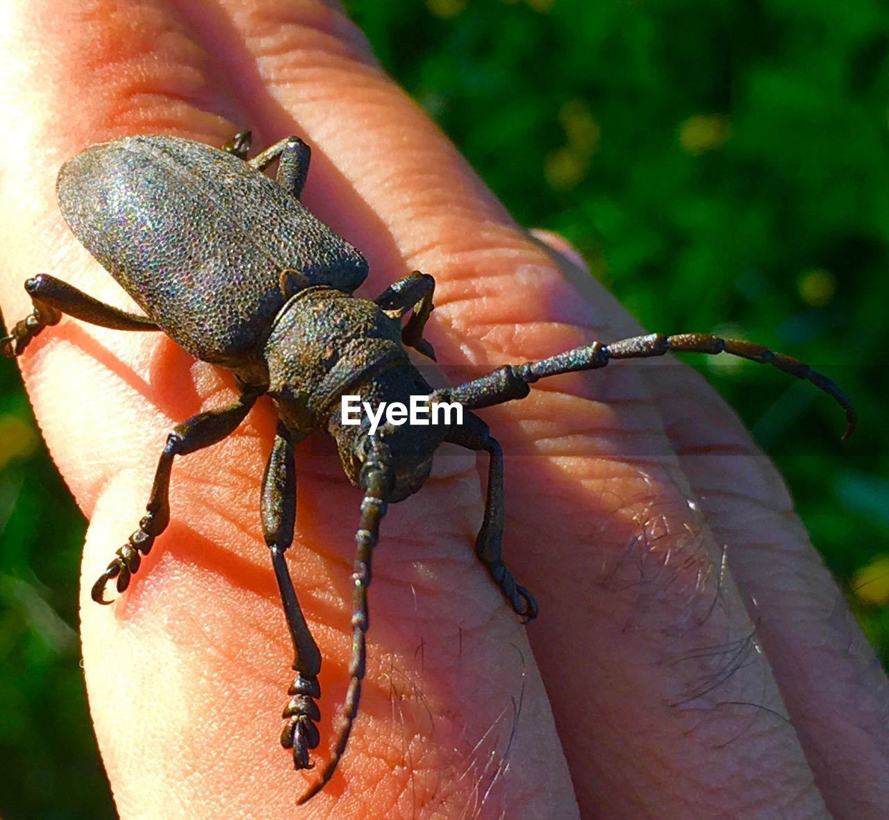 CLOSE-UP OF HUMAN HAND HOLDING LEAF