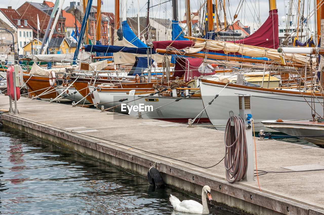 White swan swimming in sea at harbor