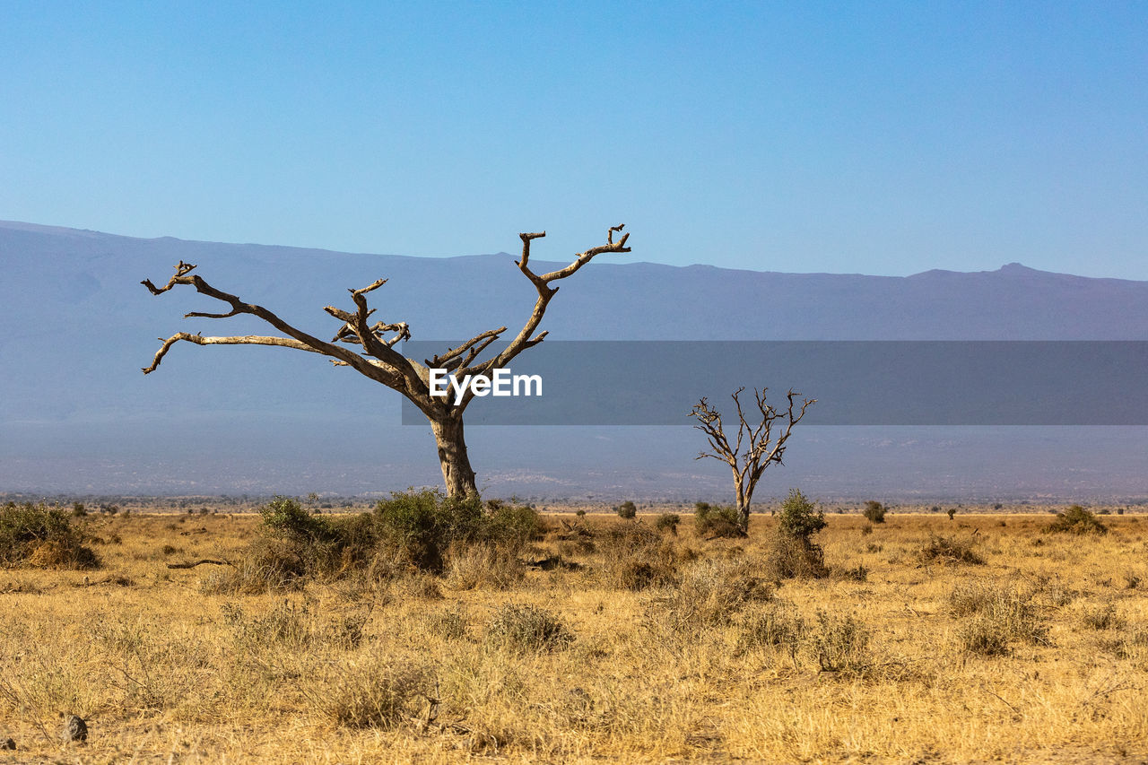 bare tree on field against sky