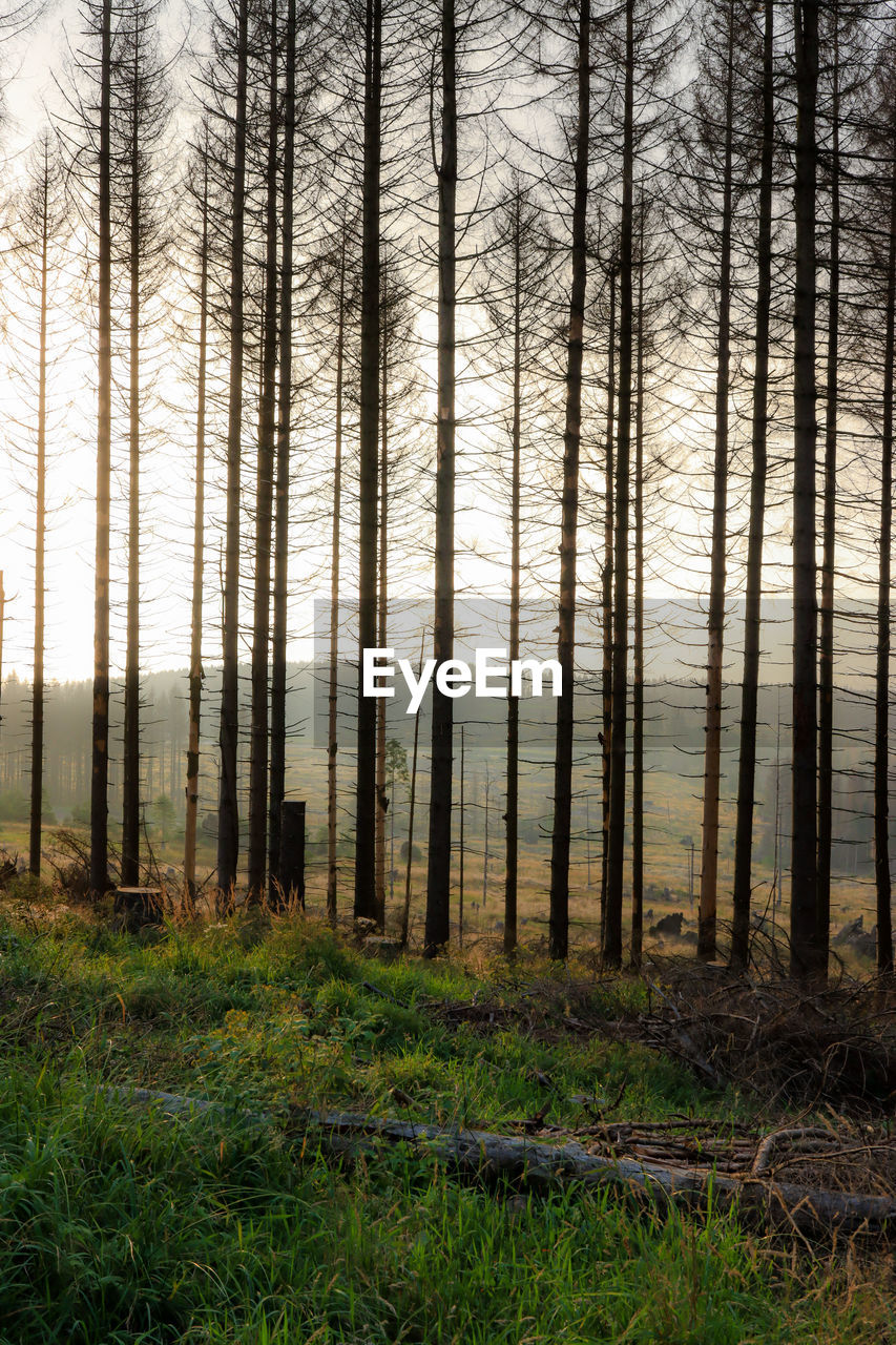 TREES GROWING IN FOREST