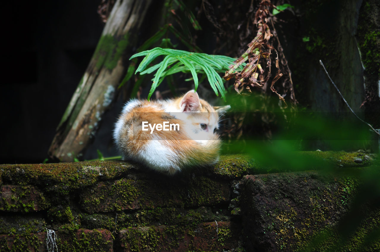 animal, animal themes, nature, mammal, animal wildlife, one animal, wildlife, rodent, tree, green, no people, plant, squirrel, forest, jungle, chipmunk, cute, night, outdoors, tree trunk, trunk, moss