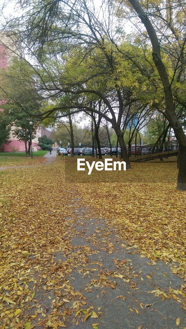 TREES IN PARK