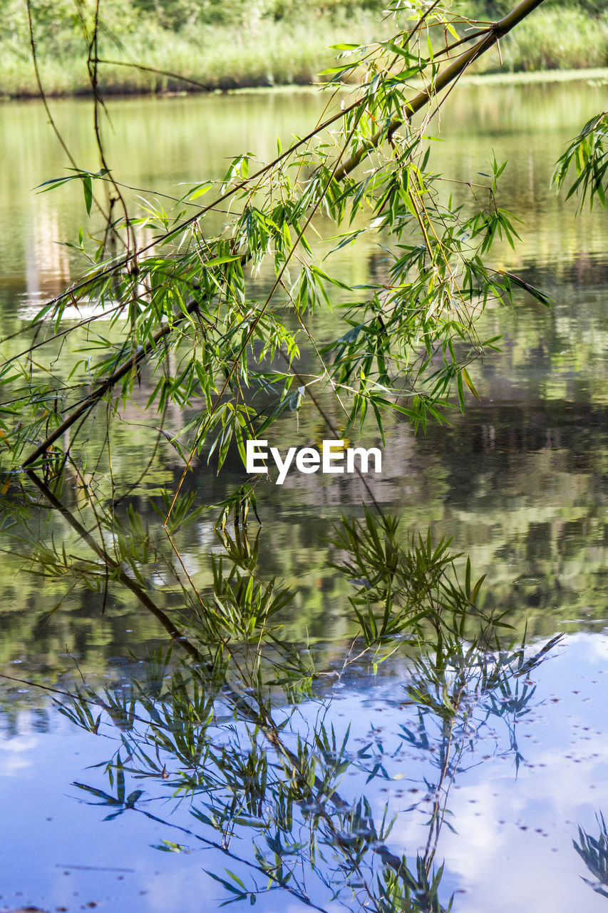 Reflection of trees in lake