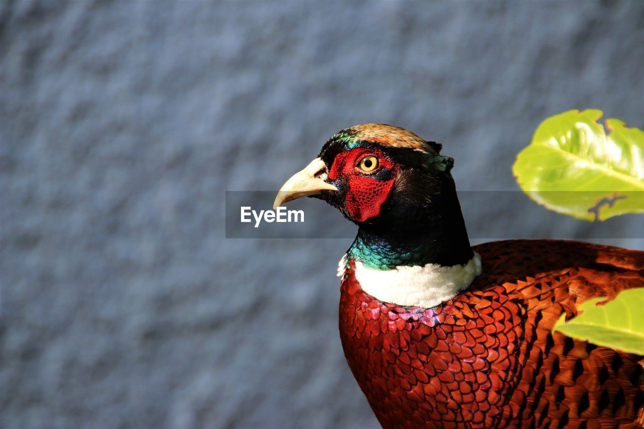 bird, animal themes, animal, one animal, beak, close-up, animal wildlife, nature, no people, wildlife, livestock, multi colored, pheasant, animal body part, outdoors, day, domestic animals, chicken, red, focus on foreground