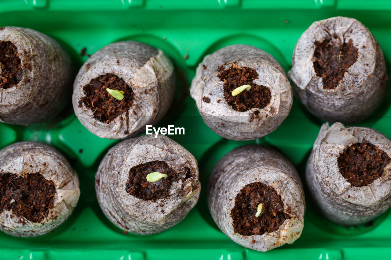 Zinnia seedlings growing in jiffy peat pellets. biodegradable flower pots. zinnia seedlings. 