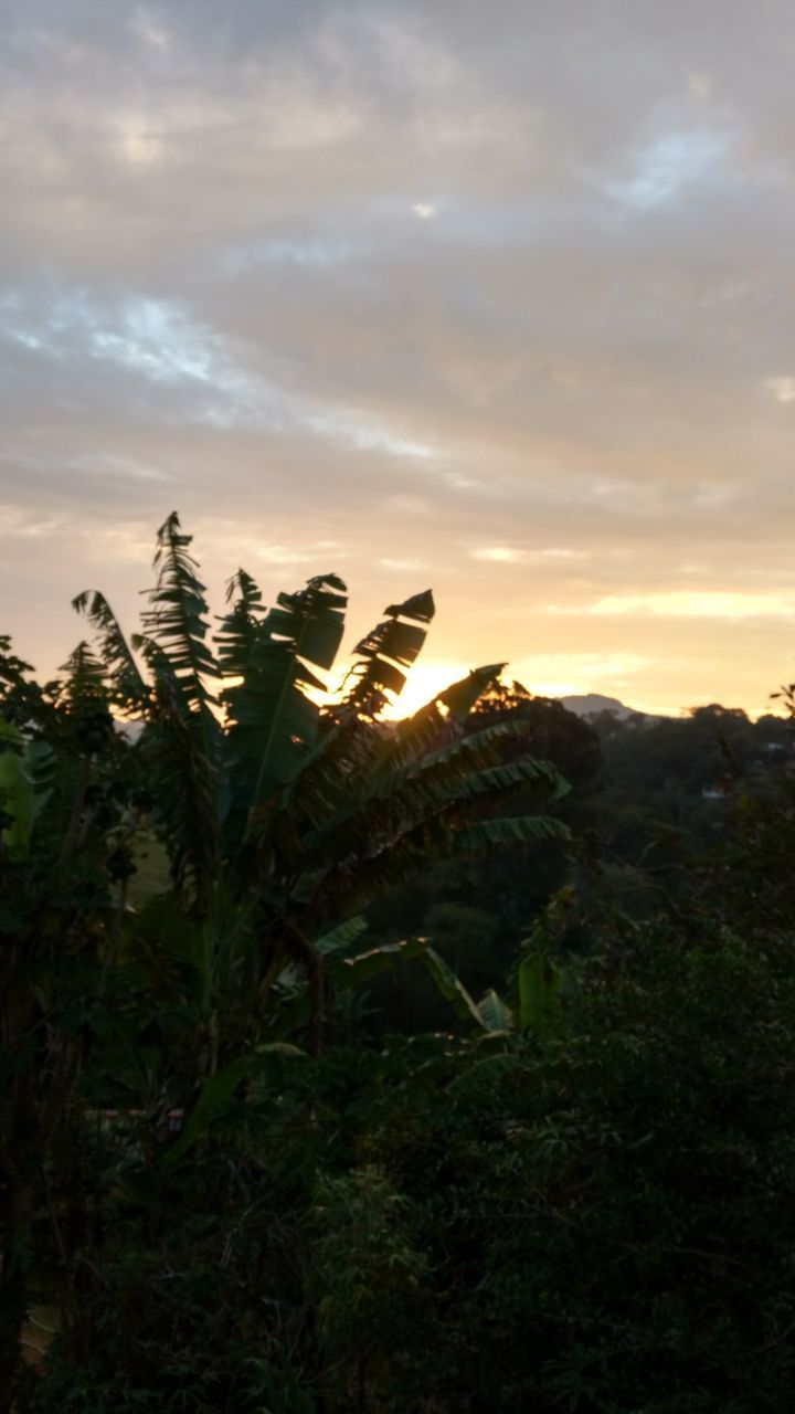 Close-up of plants on field against sky