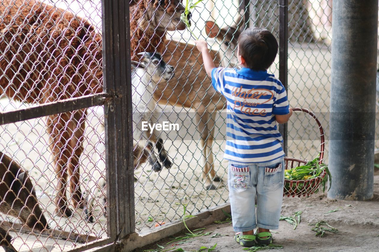 REAR VIEW OF BOY PLAYING WITH CHAINLINK FENCE