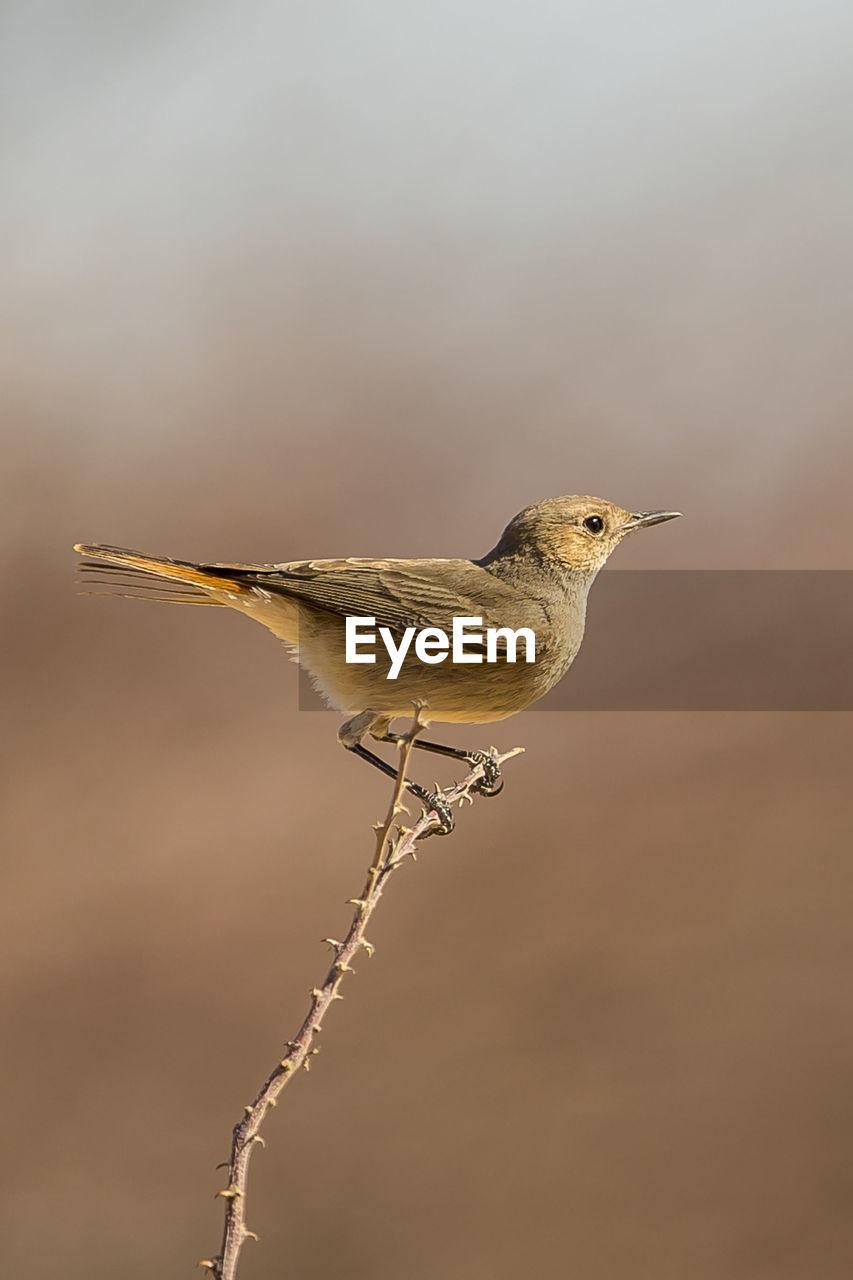 Close-up of bird perching on branch