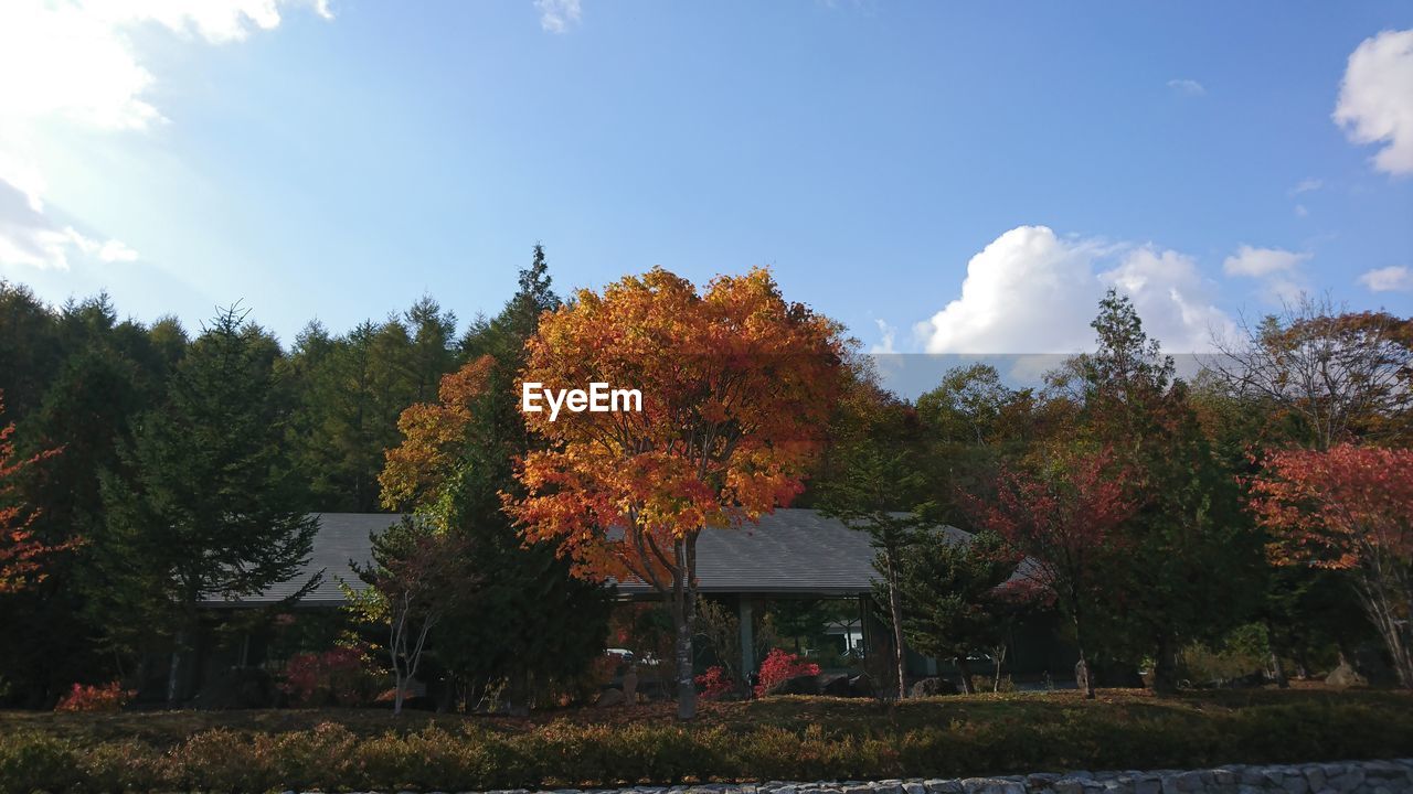 Autumn trees against sky