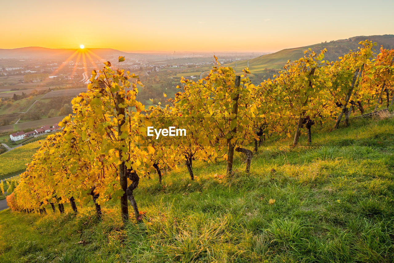 SCENIC VIEW OF FIELD DURING SUNSET