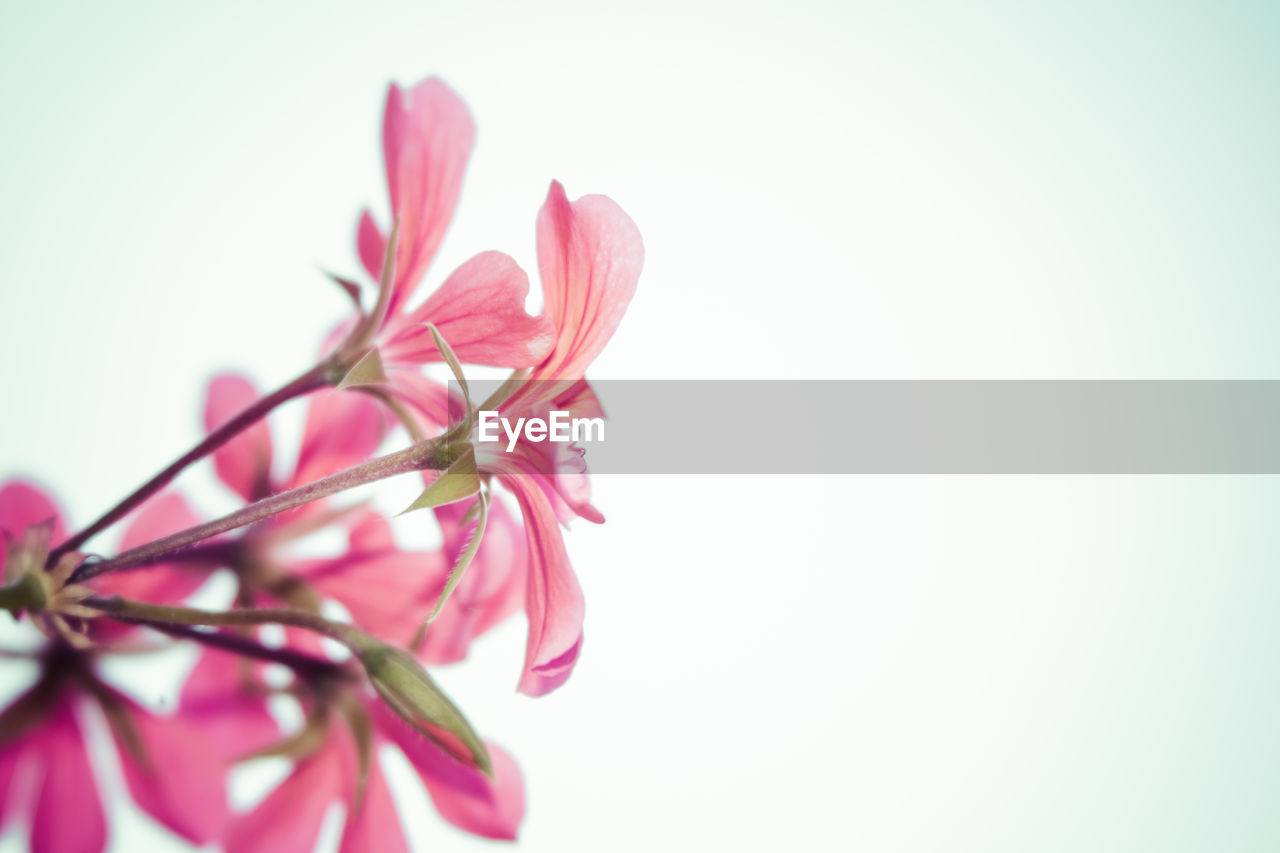 Close-up of pink flower against clear sky