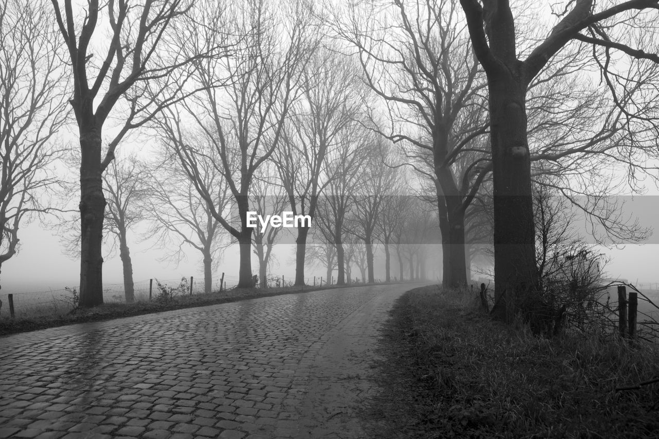 Empty road along bare trees