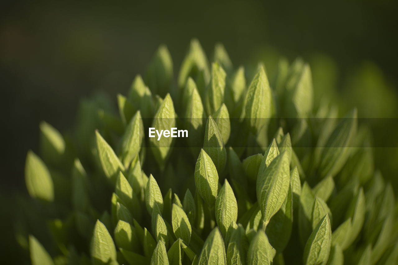 green, plant, grass, growth, nature, leaf, plant part, flower, close-up, no people, macro photography, beauty in nature, agriculture, tree, branch, crop, plant stem, sunlight, outdoors, land, field, food and drink, freshness, food, selective focus, day, focus on foreground, cereal plant