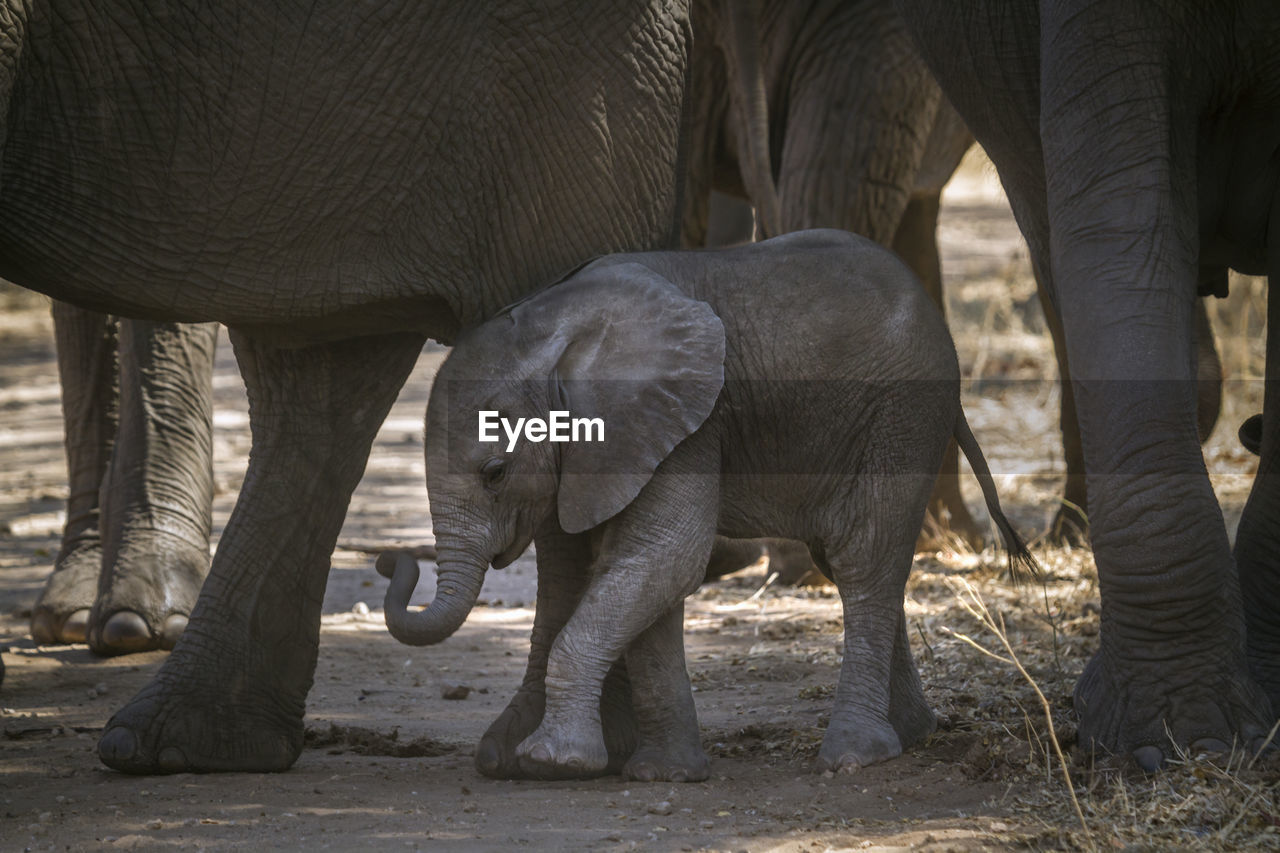 Elephant calf standing on land