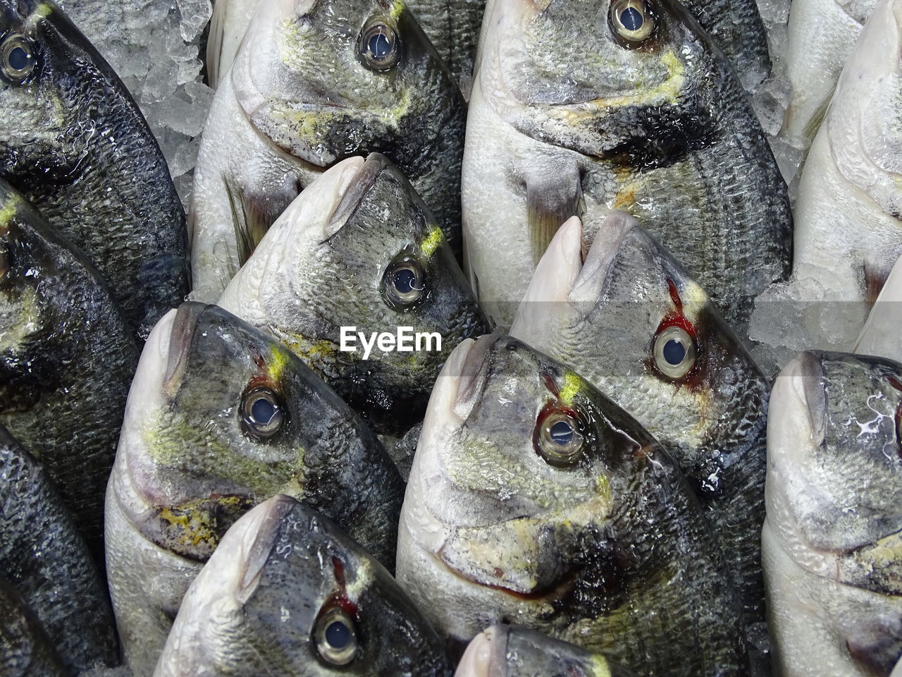 HIGH ANGLE VIEW OF FISH FOR SALE