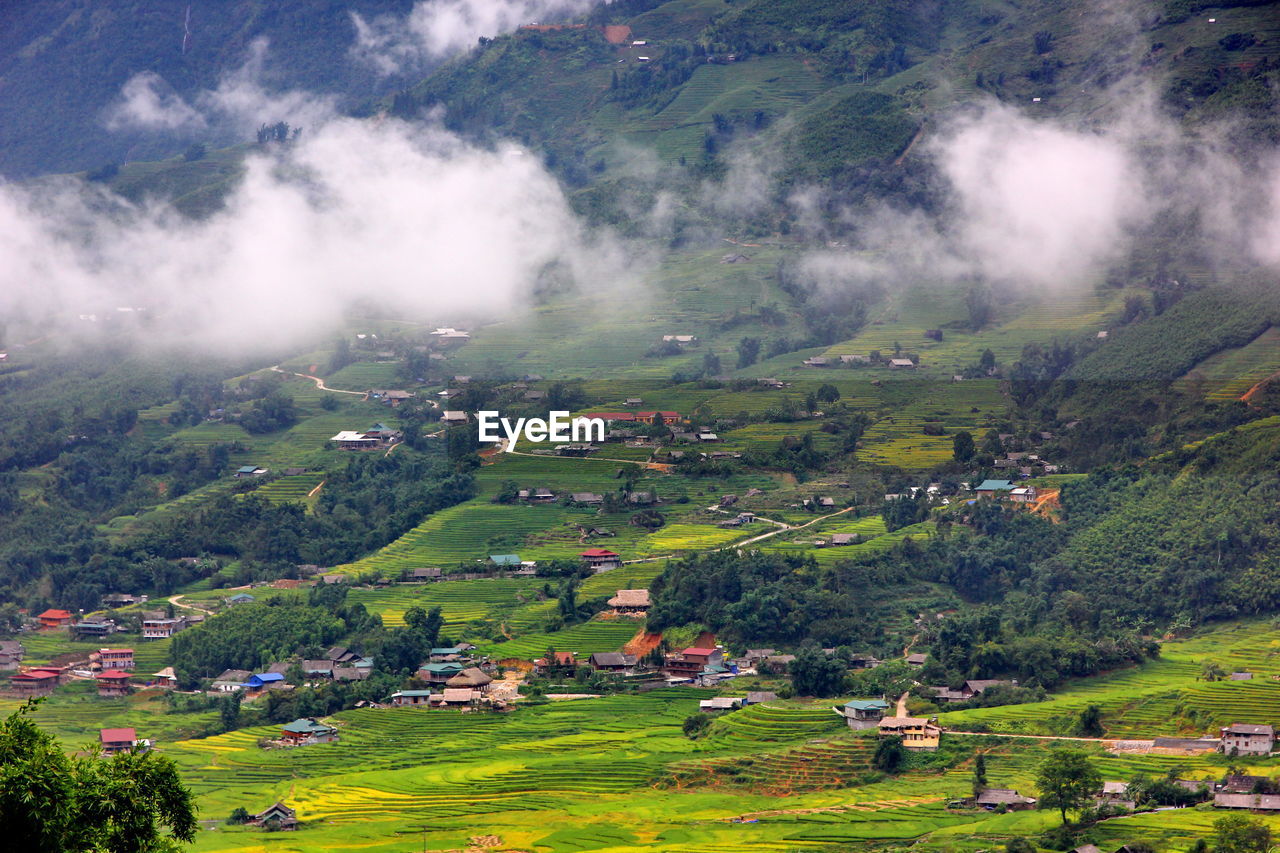 Scenic view of trees on field against sky