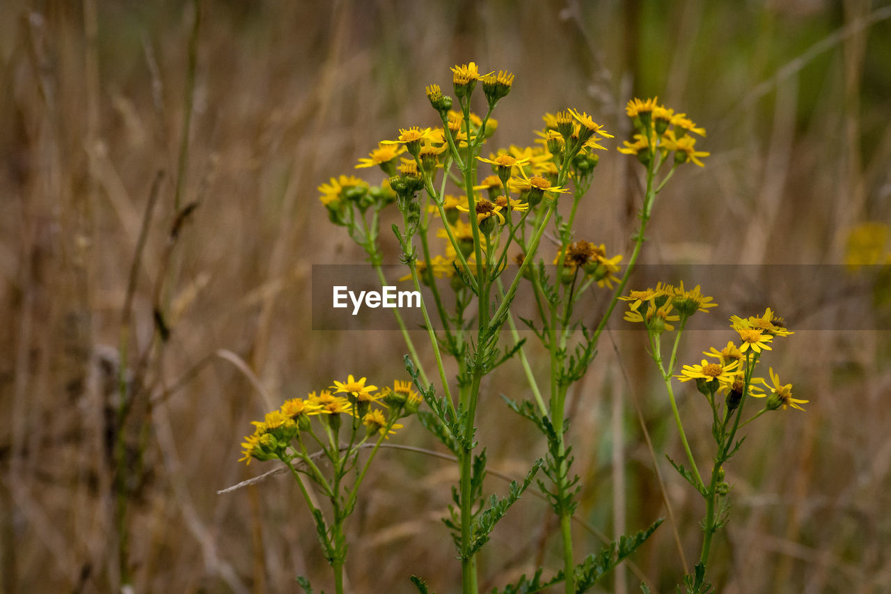 Close-up of yellow flowering plant on field