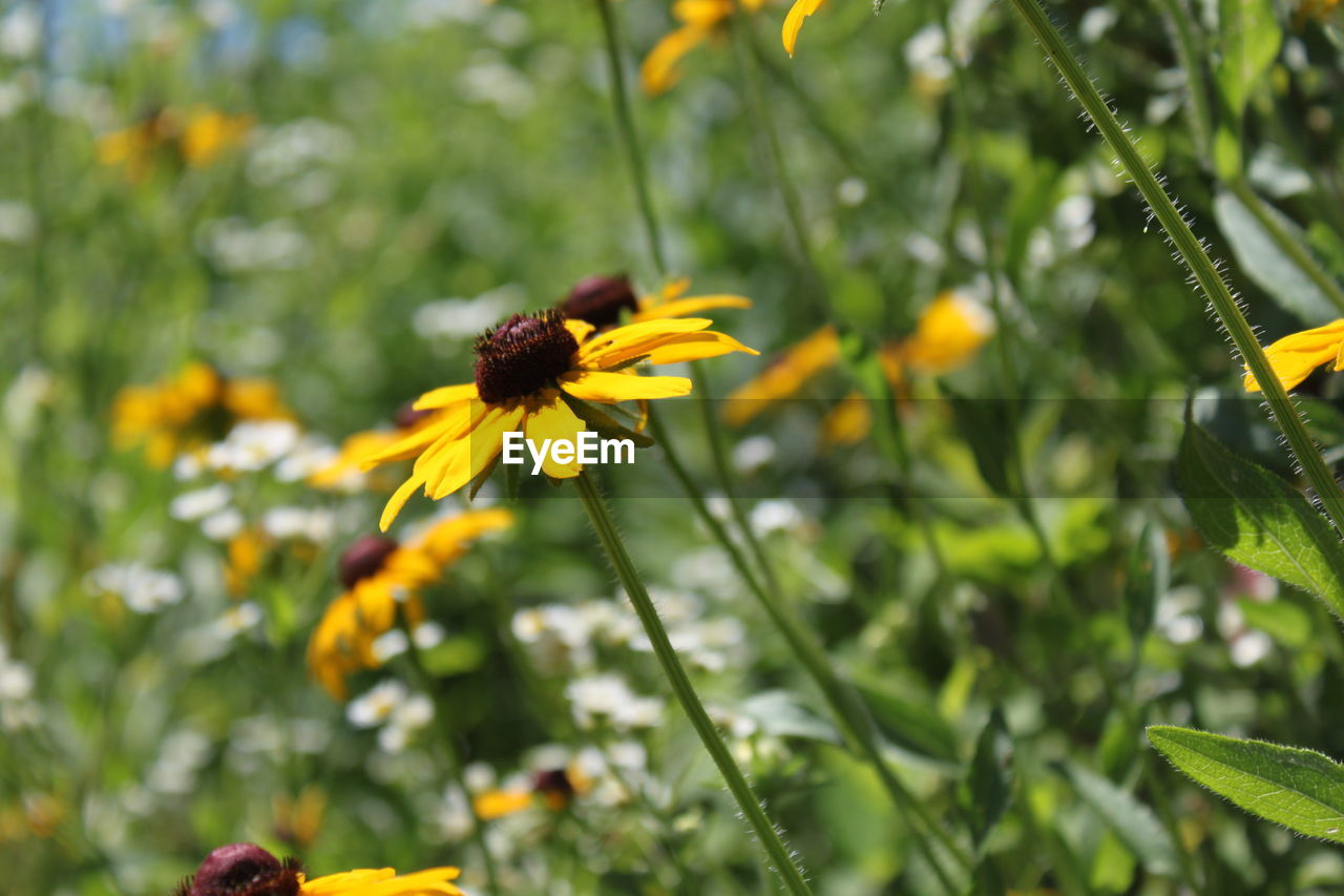 Close-up of yellow flower