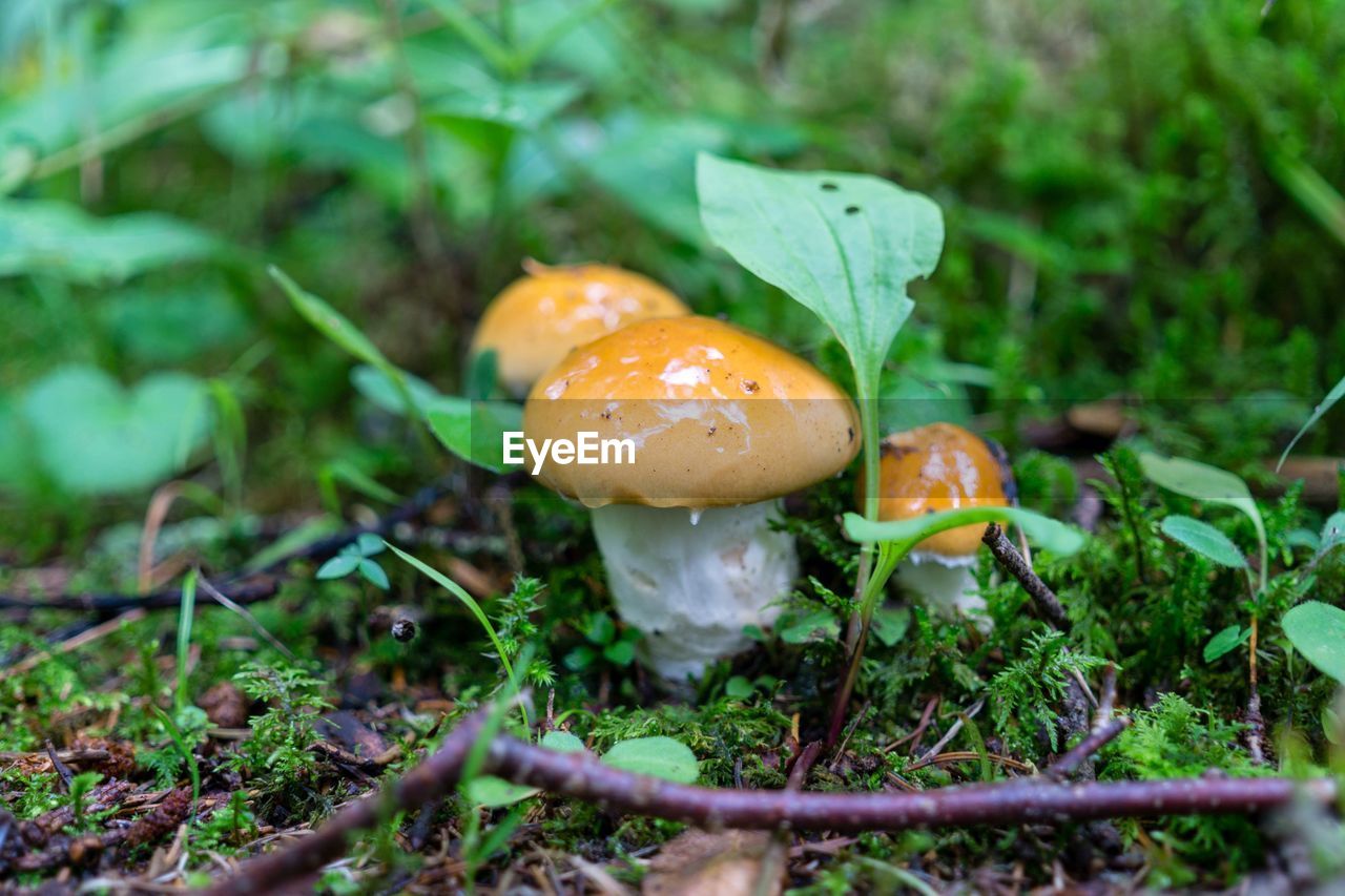 Close-up of mushroom growing on field