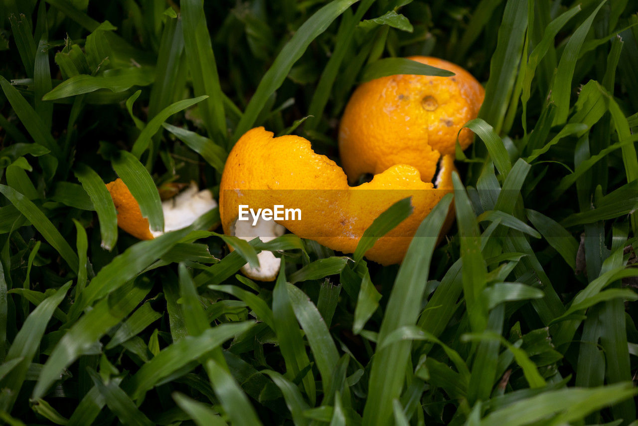 food, yellow, flower, plant, food and drink, grass, orange color, healthy eating, citrus fruit, nature, fruit, leaf, plant part, growth, freshness, macro photography, green, no people, agriculture, citrus, close-up, outdoors, tangerine, land, orange, field, wellbeing, vegetable, beauty in nature