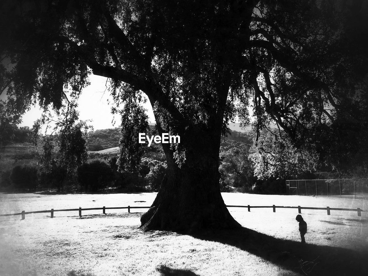 Silhouette child standing by tree in park