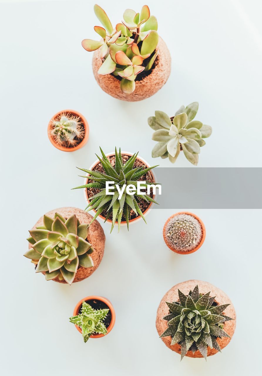 Succulent and cacti plants from above