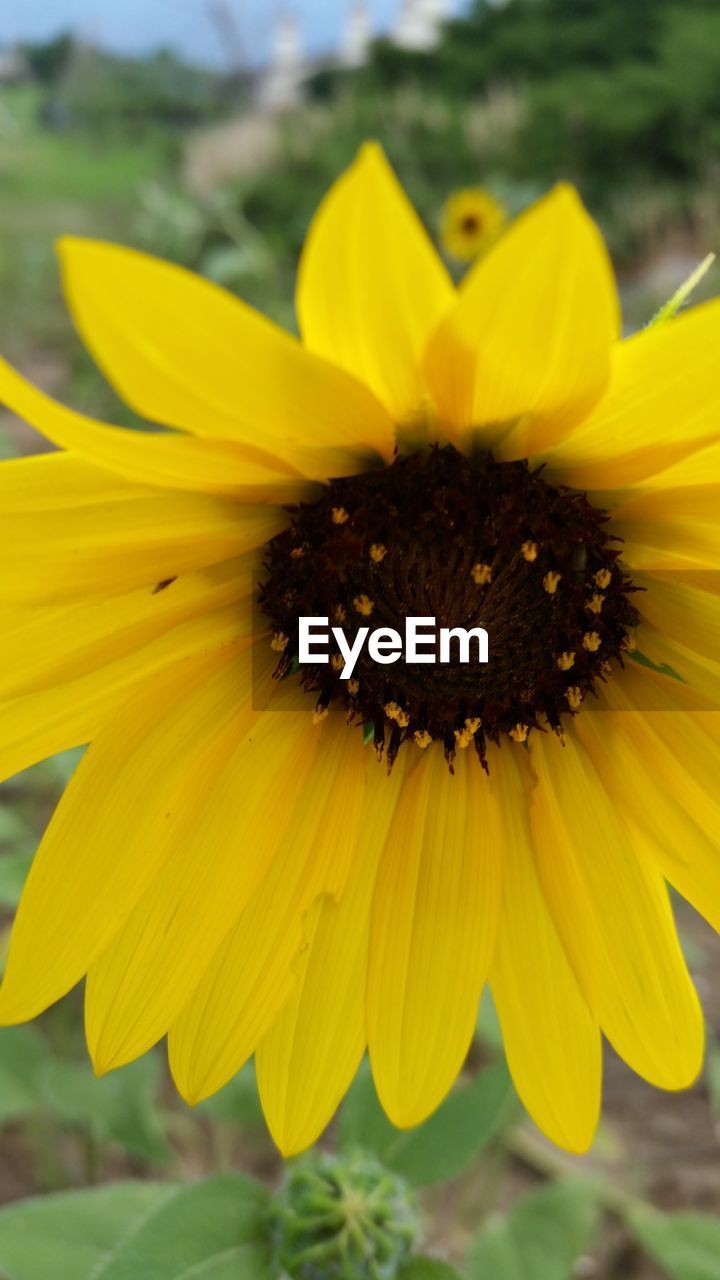 CLOSE-UP OF YELLOW FLOWERS BLOOMING OUTDOORS