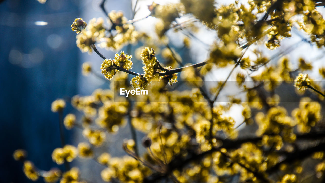 CLOSE-UP OF YELLOW FLOWERING PLANT AGAINST TREE