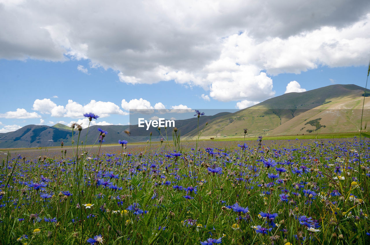 PURPLE FLOWERING PLANTS ON FIELD AGAINST MOUNTAINS