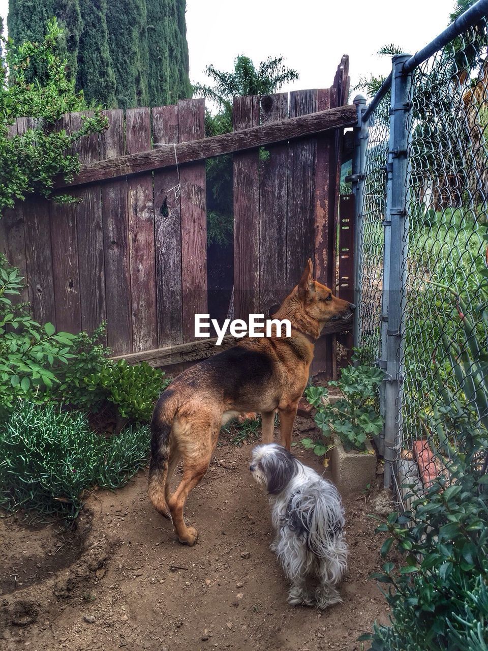 Dogs standing in yard by chainlink fence