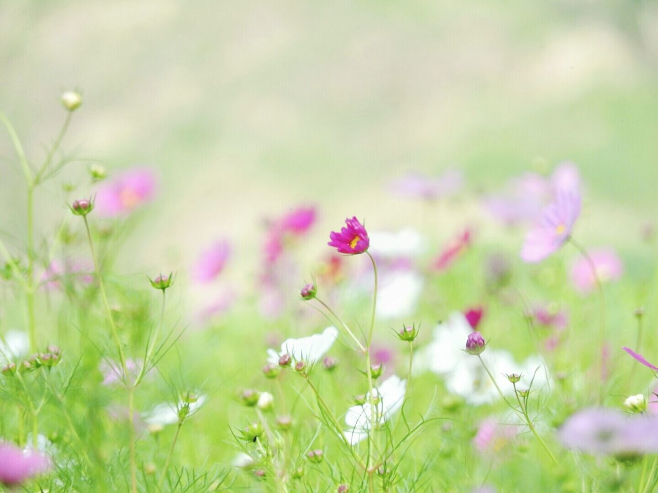 Flowers growing on field