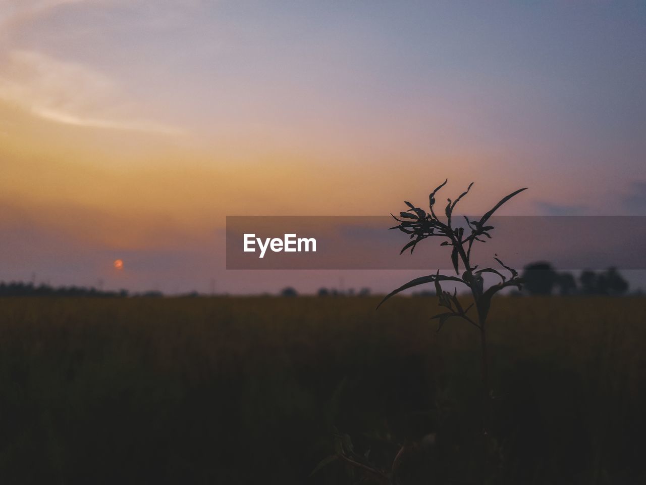 Silhouette plant on field against sky during sunset