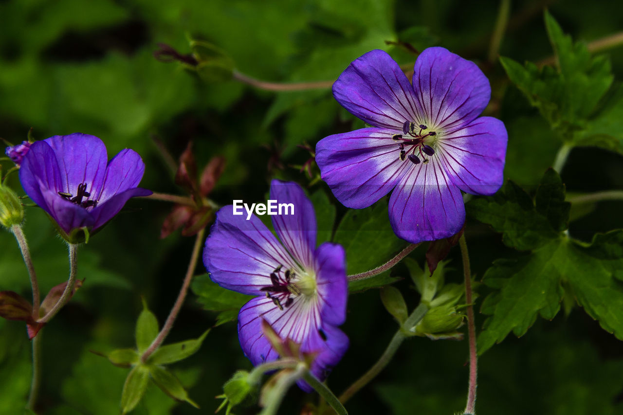 Close-up of purple flowers blooming outdoors