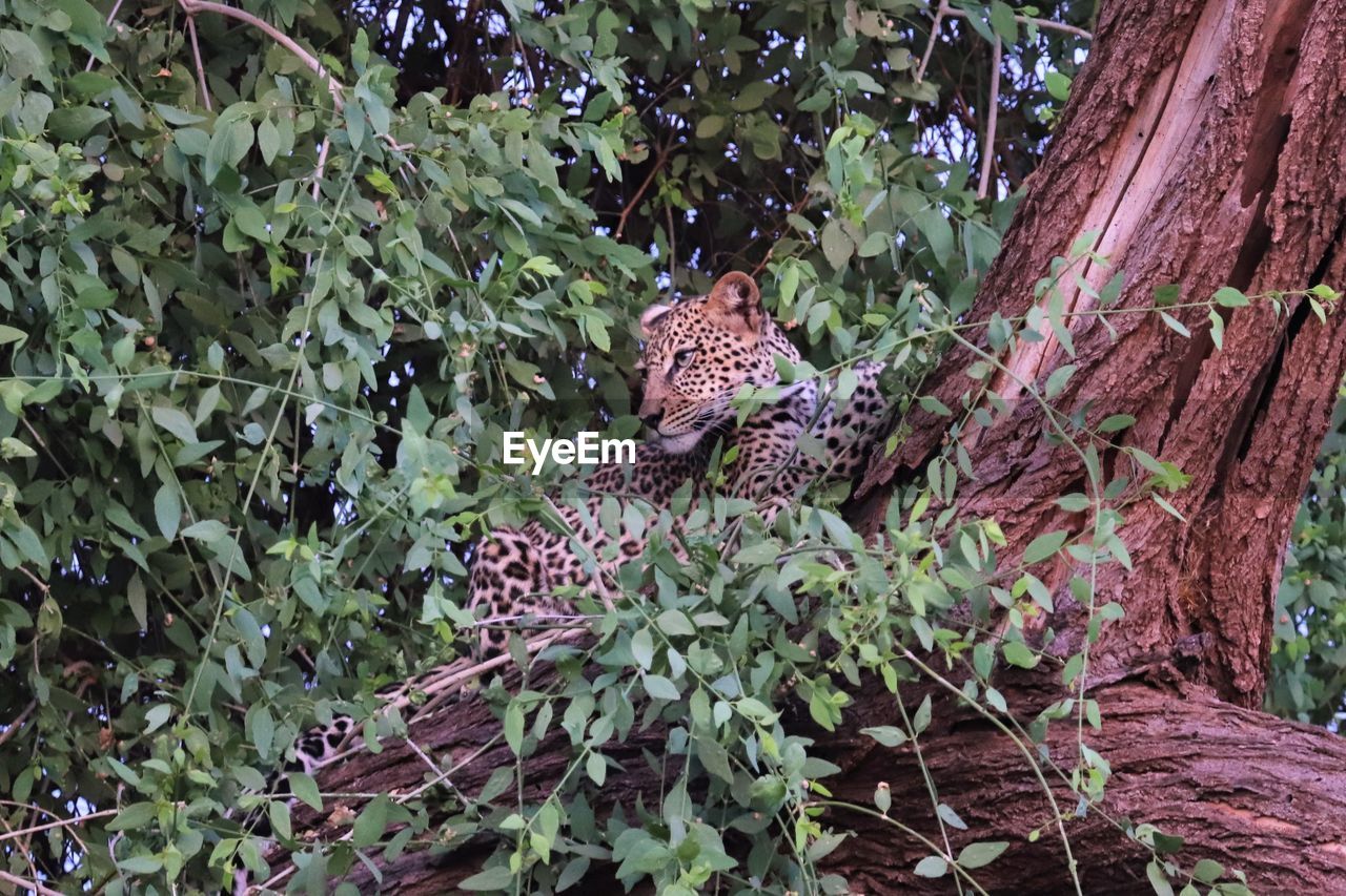 VIEW OF CAT ON TREE