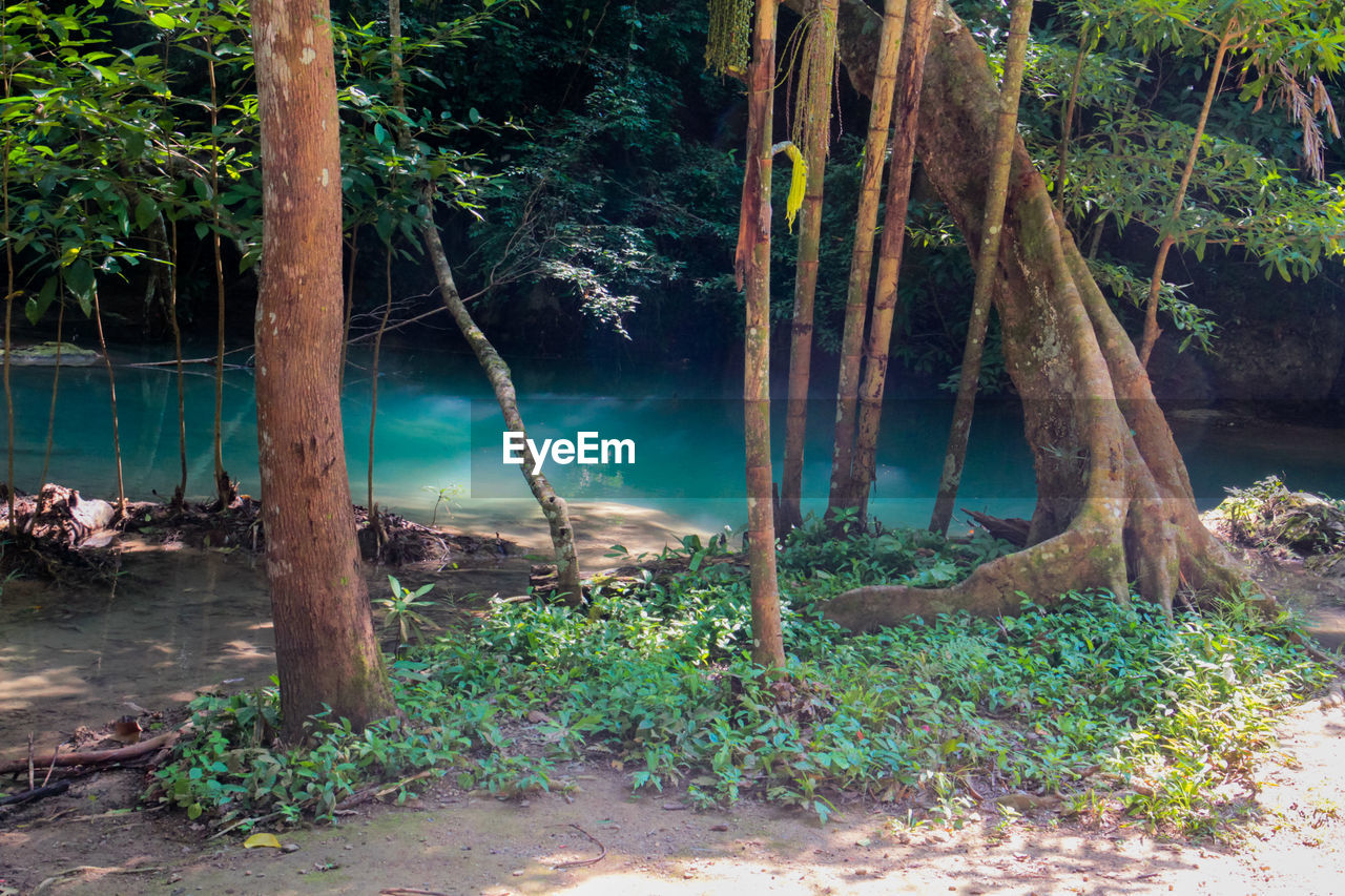 TREES GROWING IN FOREST