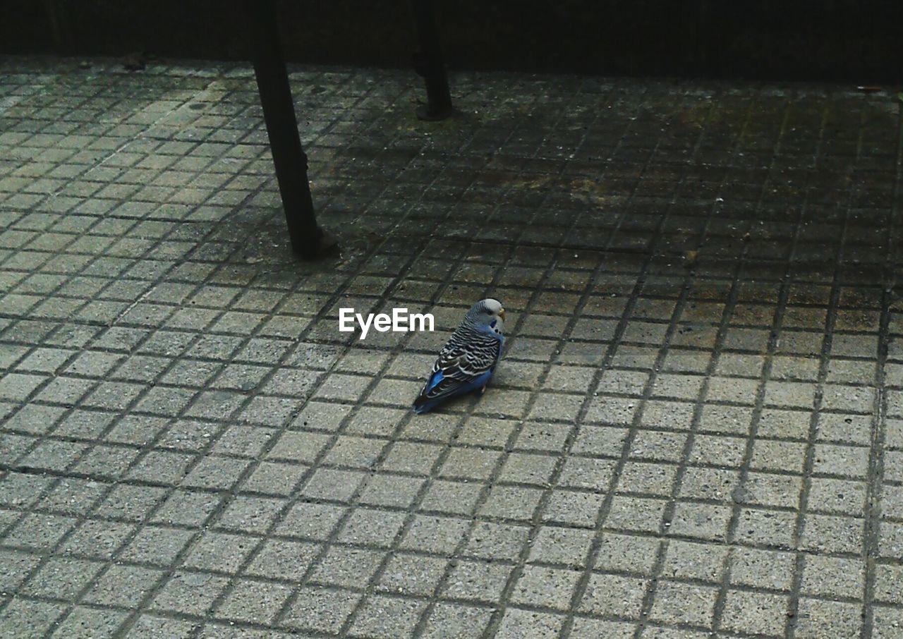 HIGH ANGLE VIEW OF DUCK WALKING ON FOOTPATH