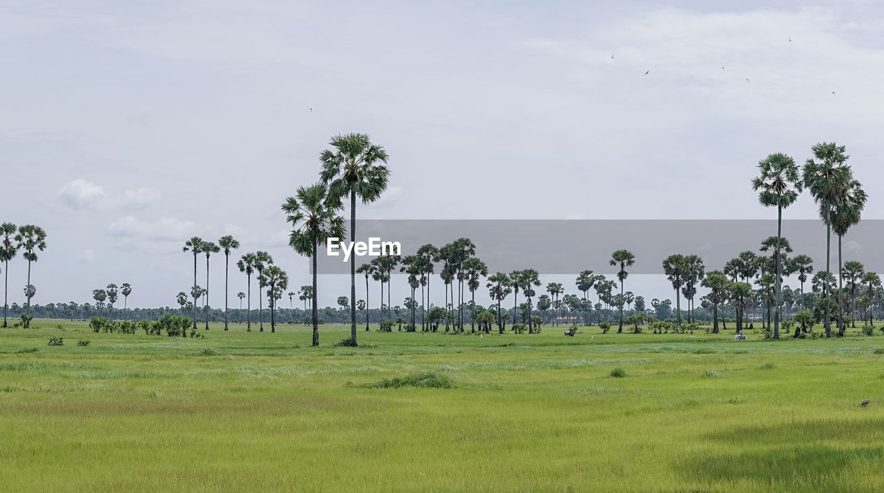 Scenic view of palm trees on field against sky